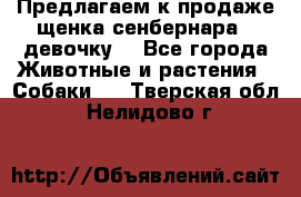 Предлагаем к продаже щенка сенбернара - девочку. - Все города Животные и растения » Собаки   . Тверская обл.,Нелидово г.